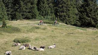 Grischatrail - CrossCountry, Schifer